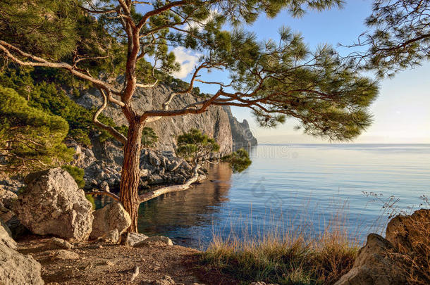 夏季风景，海边有树木丛生的悬崖。黑海。