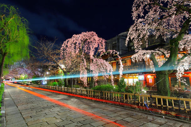 京都地区的交通小道和樱花树