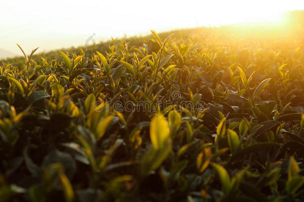 早晨的<strong>新鲜茶叶</strong>