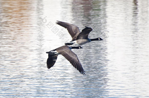 两只加拿大大雁在水面上飞翔