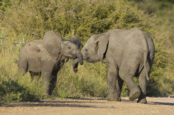两只非洲幼象（非洲象）在<strong>打斗</strong>