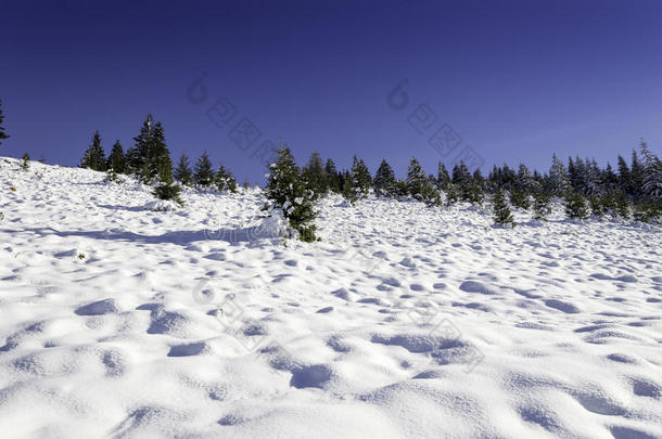 冬天的景色，白雪覆盖的树木和蓝天