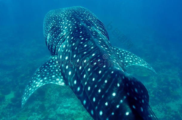 在马尔代夫清澈湛蓝的海水中游泳的鲸鲨