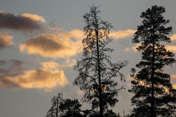 夕阳下的云朵和树木的剪影