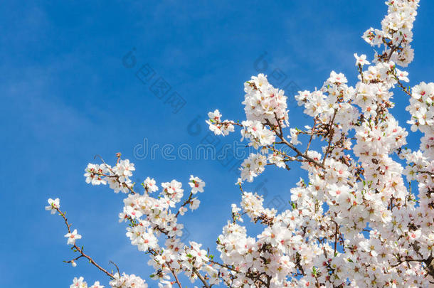 春暖花开杏树映衬蓝天