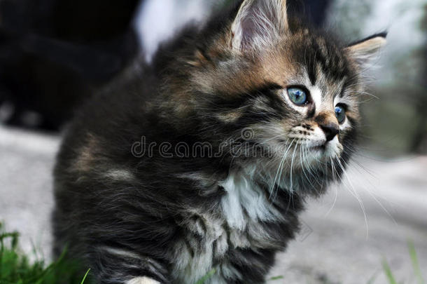 一只可爱可爱的挪威小猫