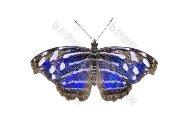 蓝斑紫蝶