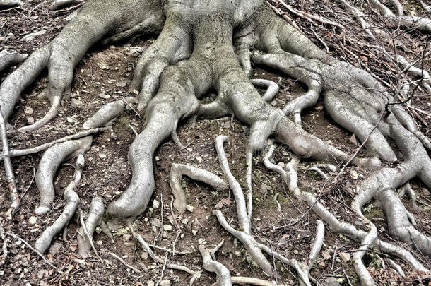 森林里的树根