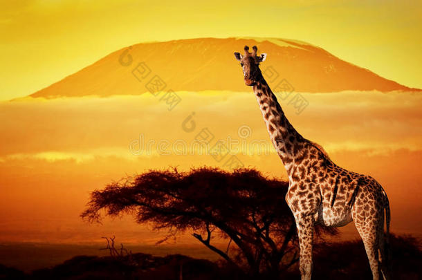 热带草原上的长颈鹿。乞力马扎罗山日落