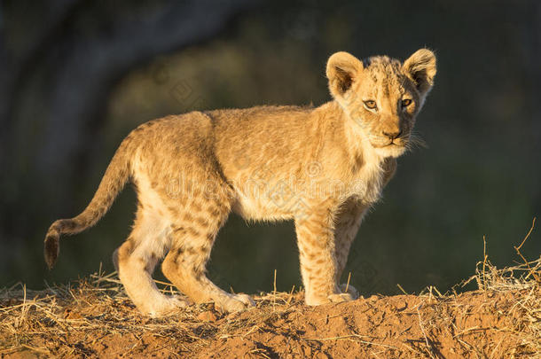 非洲小狮子（panthera leo）南非