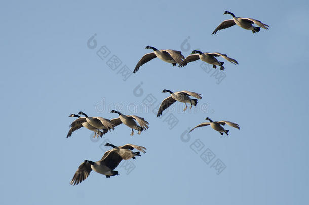 一大群大雁在蓝天上飞翔