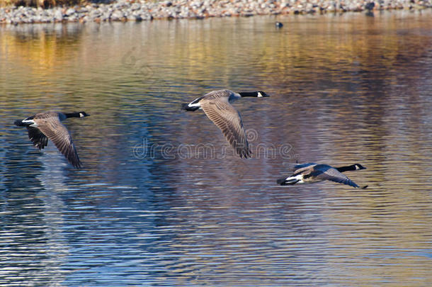 加拿大大雁秋天在水上飞翔
