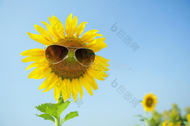 太阳花太阳眼镜