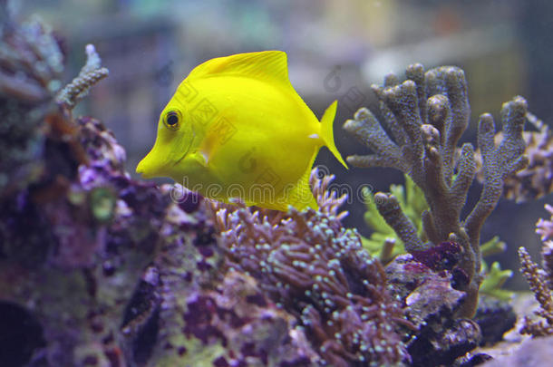 黄色热带鱼在温暖的海水中游泳