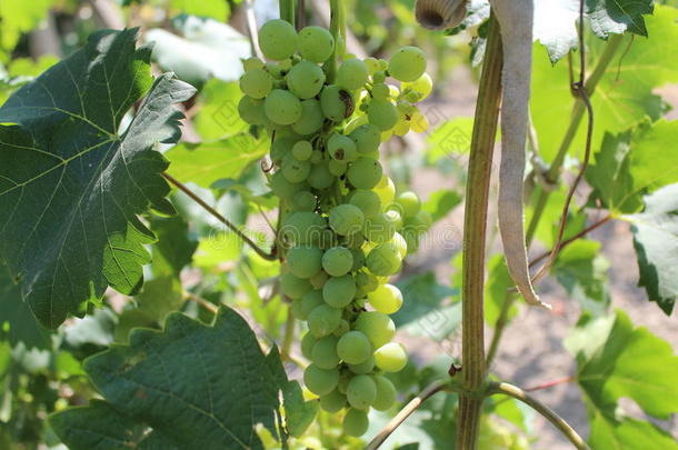 一串串青涩的葡萄正在生长