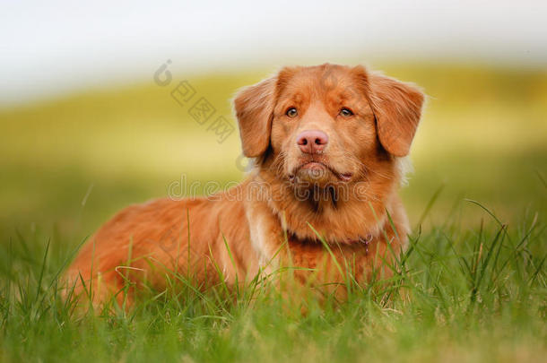 新斯科舍鸭鸣叫猎犬