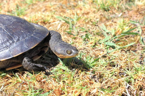 后院草地上的乌龟