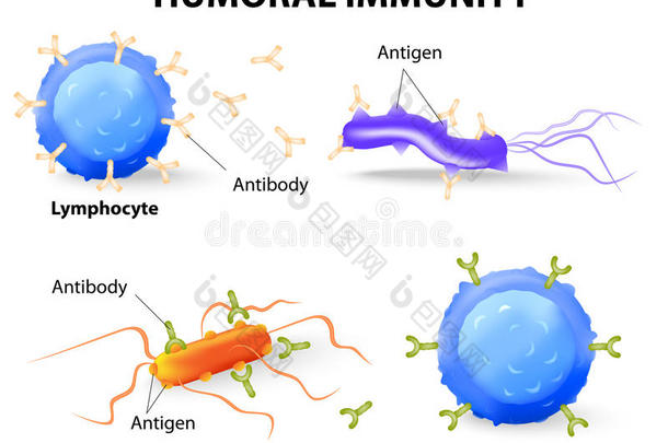 体液免疫。淋巴细胞、抗体和<strong>抗原</strong>