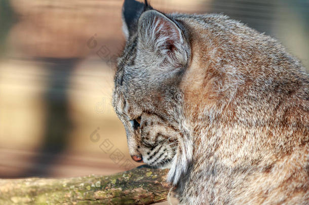 山猫在温暖的春天午后放松