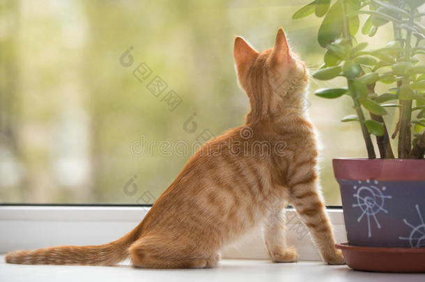 小猫咪，<strong>看窗外</strong>的橙色
