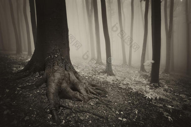 一棵有着浓雾的神秘森林的树根