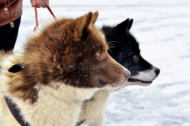 两条漂亮的<strong>哈士奇</strong>狗在冰上