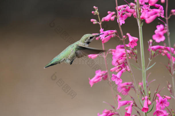 哼着花