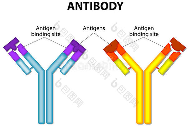 抗体和抗原