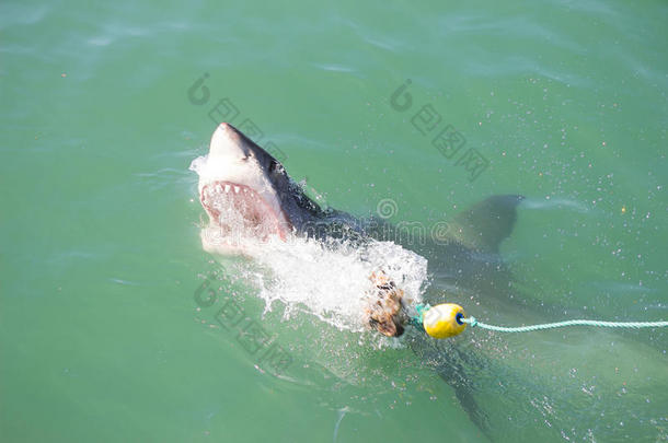 大白鲨攻击诱饵2