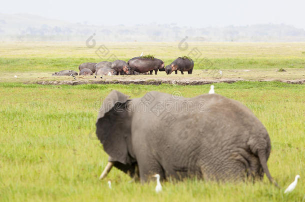 肯尼亚的河马和大象