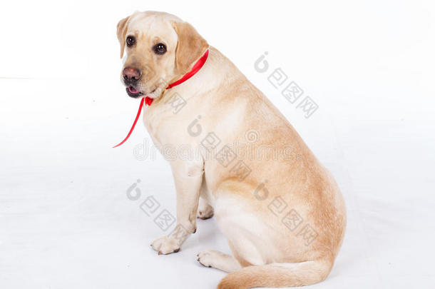 拉布拉多犬与红丝带在工作室在白色