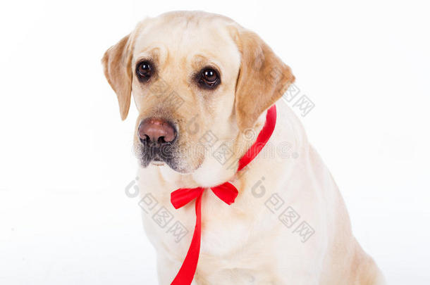 工作室里的拉布拉多犬，红色丝带，白色隔离
