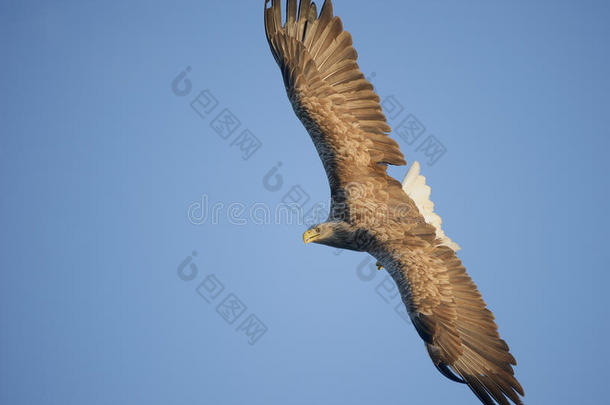 <strong>鹰击长空</strong>