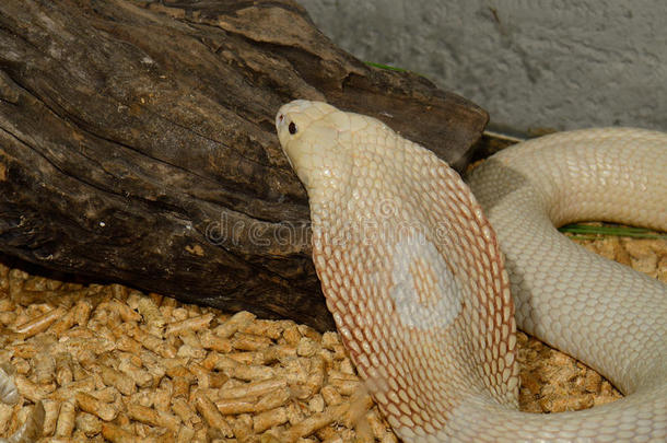 壁纸 动物 蜥 蜥蜴 610_405