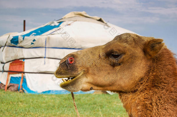 蒙古蒙古包前的骆驼