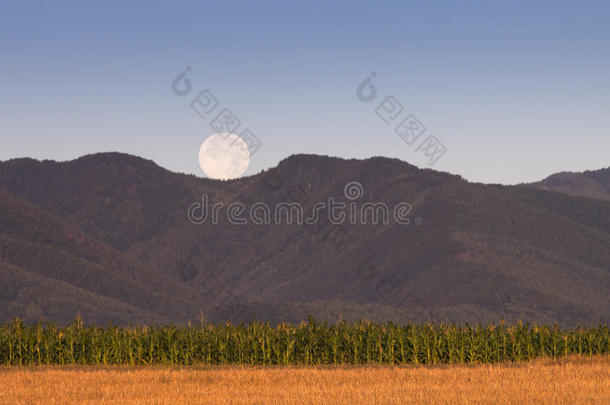 山上月圆的玉米地