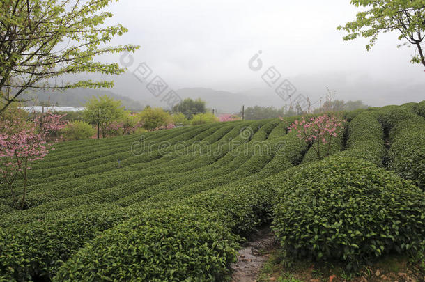 樱花在茶园里，正在下雨