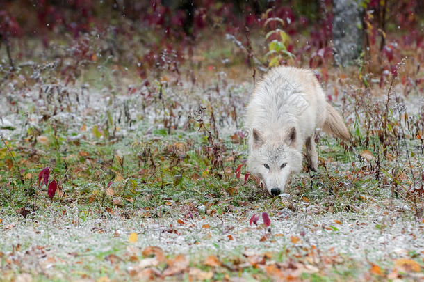 金色的狼在下雪的早期一路走来