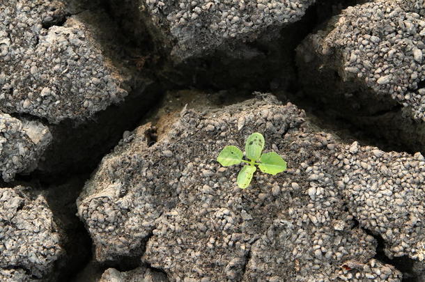 在破碎的粘土地基上种植