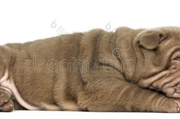 一只沙皮小狗躺着睡觉的侧视图