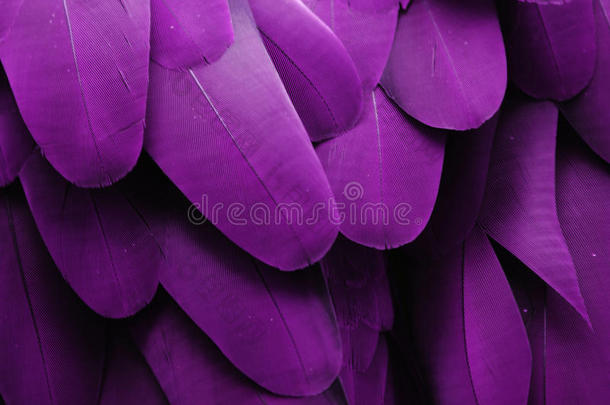 紫金刚鹦鹉羽毛