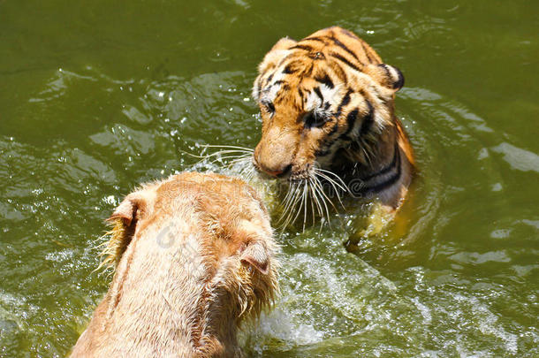 两只公老虎在水里打斗