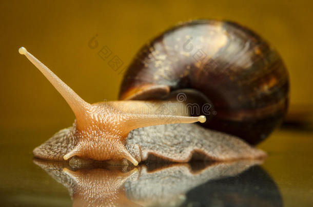 玻璃上的蜗牛