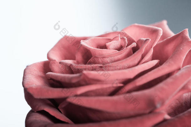 花开的红玫瑰在灰色的特写