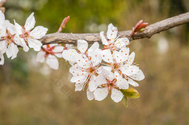 春<strong>花系列</strong>，美丽的樱<strong>花</strong>