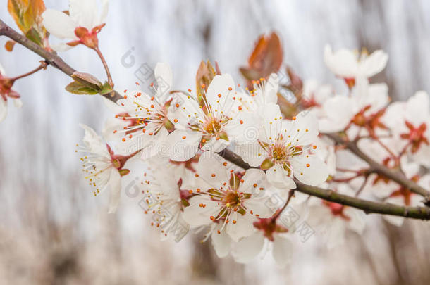春花系列，美丽的樱花