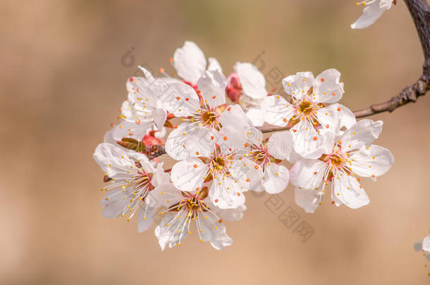 春<strong>花系列</strong>，美丽的樱<strong>花</strong>