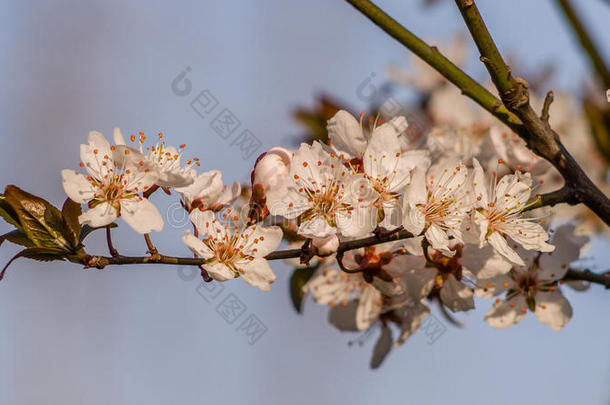 春<strong>花系列</strong>，美丽的樱<strong>花</strong>