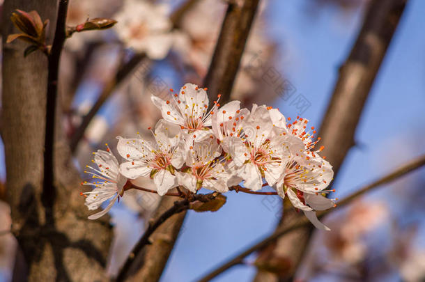 春<strong>花系列</strong>，美丽的樱<strong>花</strong>