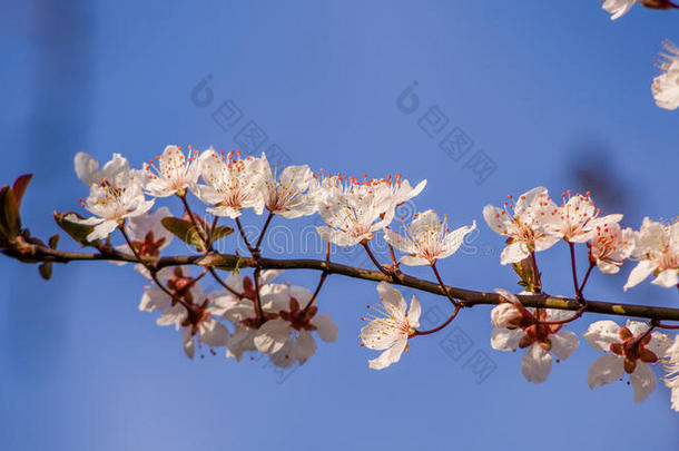 春花系列，美丽的樱花